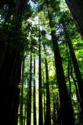 Muir Woods National Monument, California