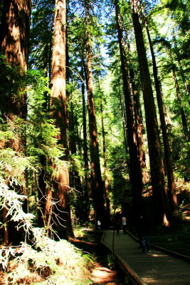 Muir Woods National Monument, California