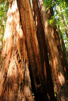 Muir Woods National Monument, California