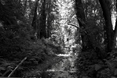 Muir Woods National Monument, California