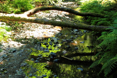 Muir Woods National Monument, California