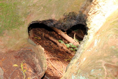 Muir Woods National Monument, California