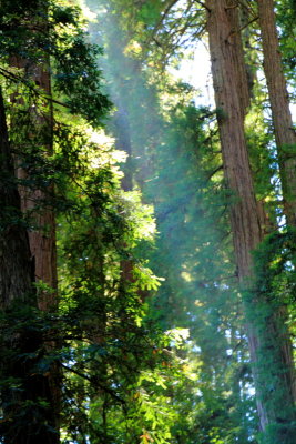 Muir Woods National Monument, California