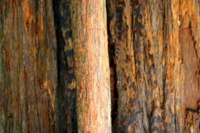 Muir Woods National Monument, California