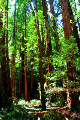 Muir Woods National Monument, California