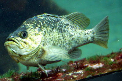 Monterey Bay Aquarium, CA - Rockfish