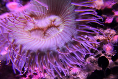 Monterey Bay Aquarium, CA - Purple Anemone