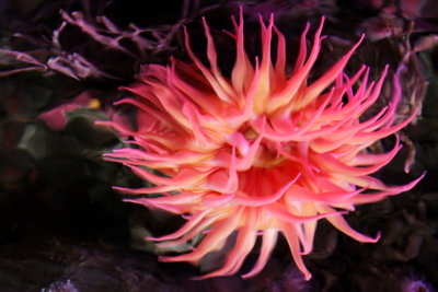Monterey Bay Aquarium, CA - Apple anemone