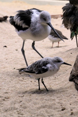 Monterey Bay Aquarium, CA - Black-necked stilt