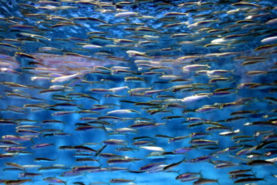 Monterey Bay Aquarium, CA - Pacific sardine