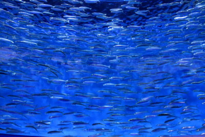 Monterey Bay Aquarium, CA - School of fish