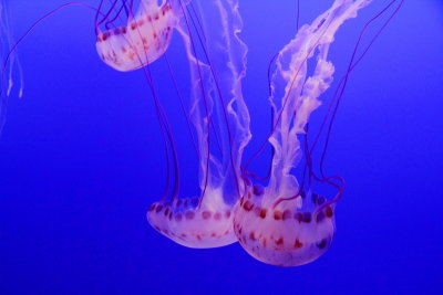 Monterey Bay Aquarium, CA - Purple-striped Jelly