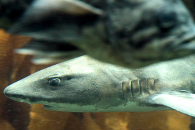 Monterey Bay Aquarium, CA - shark