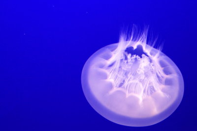 Monterey Bay Aquarium, CA - Moon Jelly