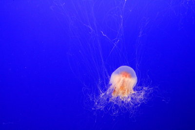 Monterey Bay Aquarium, CA - Lion's Mane Jelly