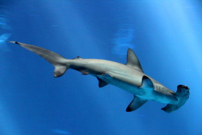 Monterey Bay Aquarium, CA - Hammerhead shark
