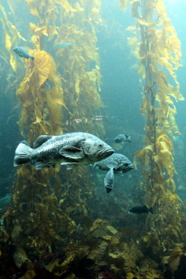 Monterey Bay Aquarium, CA - Kelp Forest