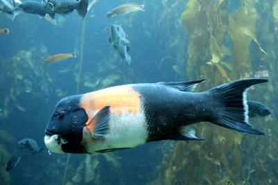 Monterey Bay Aquarium, CA - California sheephead