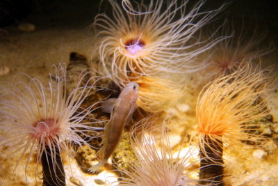 Monterey Bay Aquarium, CA - Tube anemone