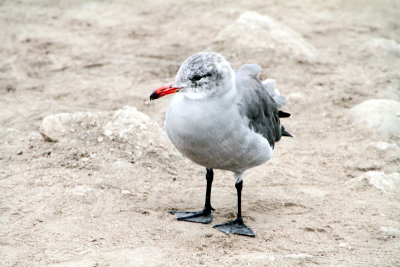 Bird on the Monterey beach, California