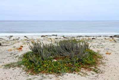 Spanish Bay, 17 Mile Drive, Monterey, California