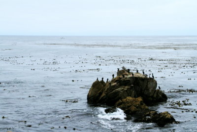 Bird Rock, 17 Mile Drive, Monterey, California