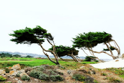 17 Mile Drive, Monterey, California