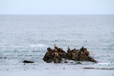 Seals, 17 Mile Drive, Monterey, California
