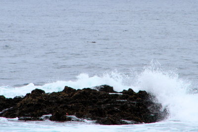 Crashing waves, 17 Mile Drive, Monterey, California