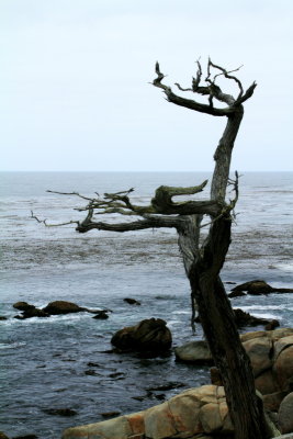 Cypress Point Lookout, 17 Mile Drive, Monterey, California