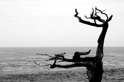 Cypress Point Lookout, 17 Mile Drive, Monterey, California