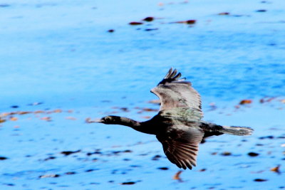 Bird take off, 17 Mile Drive, Monterey, California