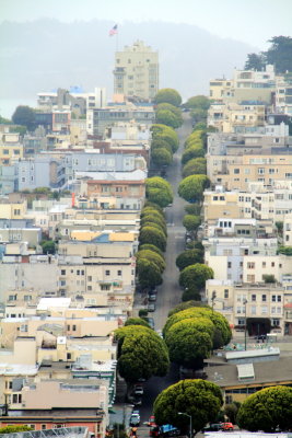 Tree Lined street, San Francisco