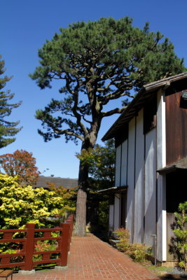 Japanese Tea Garden, , Golden Gate Park, San Francisco, California