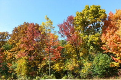 Deer Grove Forest Preserve, Palatine, IL - Fall colors