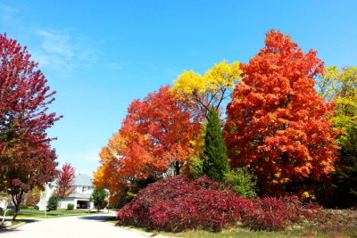 Cherrywood Drive, Palatine, IL - Fall colors