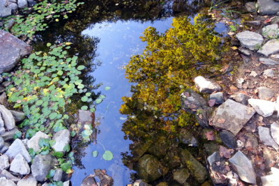 Chicago Botanic Garden - Above the water, below the water