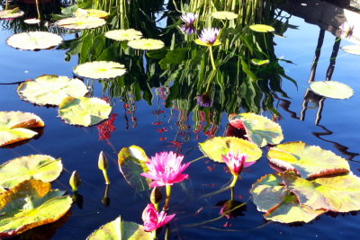 Chicago Botanic Garden - Waterlily