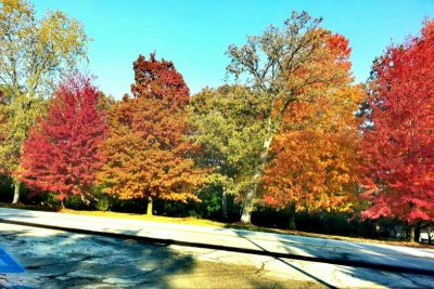 Fall Colors, Long Grove, IL