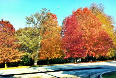 Fall Colors, Long Grove, IL