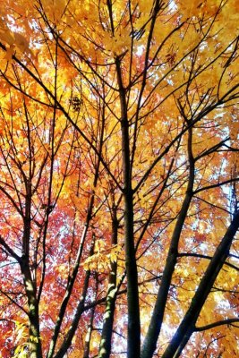 Fall Colors, Palatine, IL