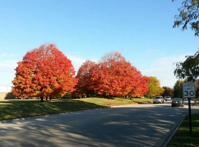 Lincolnshire, IL - Fall colors 2012
