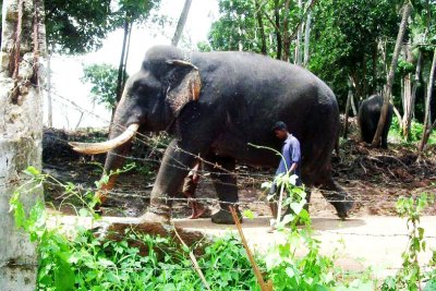 Elephant orphange in Pinnewela, Sri Lanka