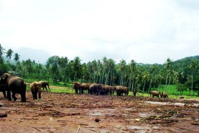 Elephant orphange in Pinnewela, Sri Lanka