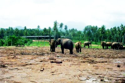 Elephant orphange in Pinnewela, Sri Lanka