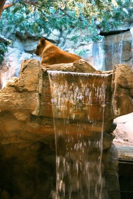 A lioness at the MGM Grand, Las Vegas, NV