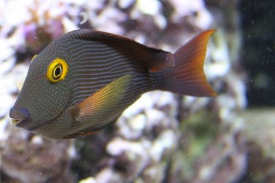 Fish, Aquarium