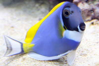 Powder Blue Tang - Acanthurus Leucosternon, Fish, Aquarium