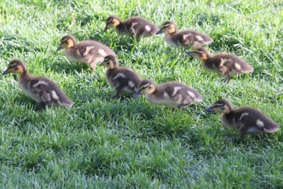 Aww... baby ducks
