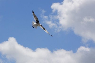 Soaring into the clouds, Galveston, TX
